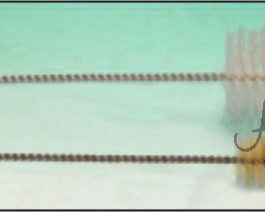 C008.15	 BRUSHES TEST TUBES