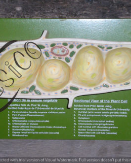 BM076.01	 PLANT CELL
